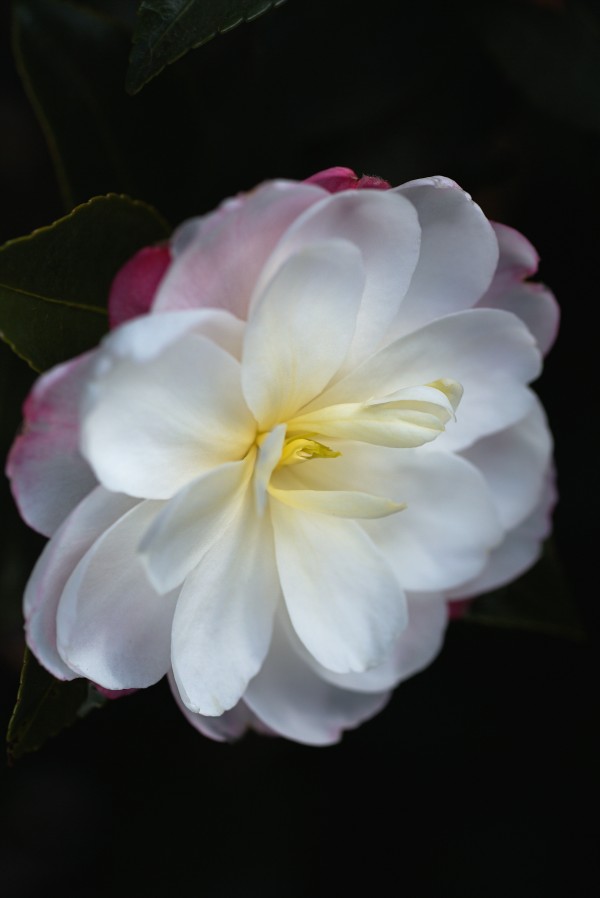 Camellia Lushness by Joy Watson